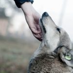 PetTrust PetTrust